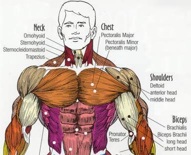 Missing chest muscle please help : r/Anatomy