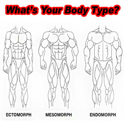 ecto endomorph diet