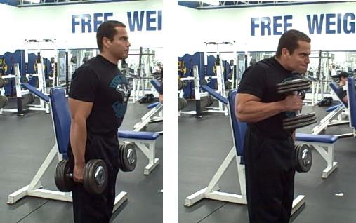 Dumbbell Hammer Curls