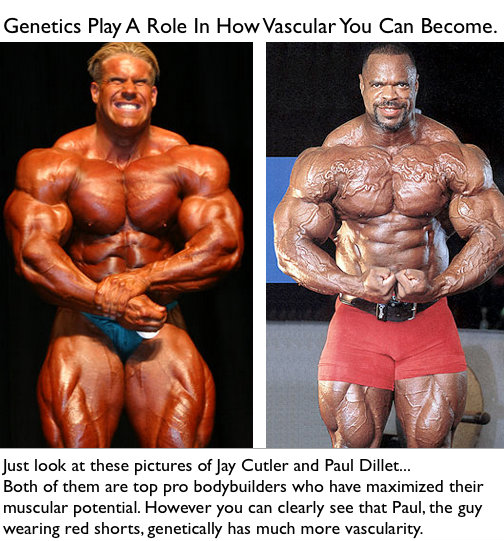 genetics-vascularity