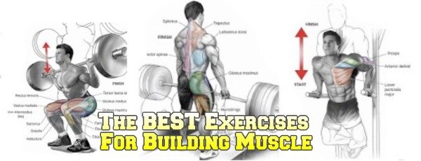 How to build muscle: Torre's 3 rules for muscle-building beginners