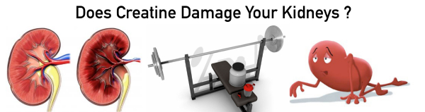 creatine damage kidneys