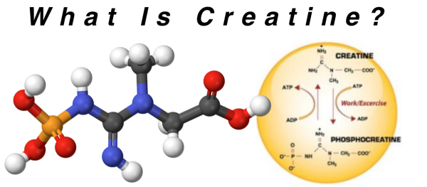 What is Creatine?