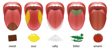 5 Basic Tastes